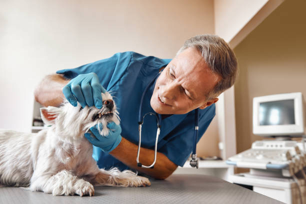 Best Emergency Dentist for Knocked-Out Tooth in Poseyville, IN